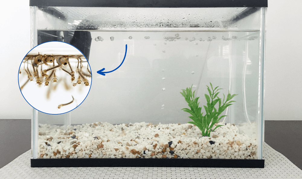 Aquarium Yang Kosong Dapat Menjadi Sumber Nyamuk Berkembang Biak