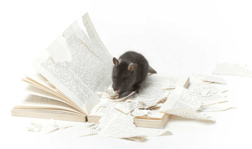 Kerugian Yang Ditimbulkan Oleh Tikus Di Dalam Rumah Jika Tidak Segera Diatasi