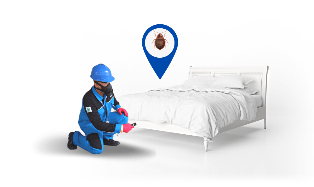 Di Tempat Ini Kutu Busuk Sering Ditemukan