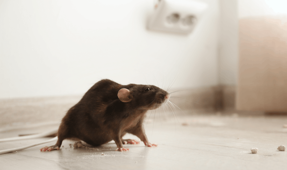 Tikus, Hewan Pengerat Yang Mempunyai Kemampuan Fisik Yang Hebat