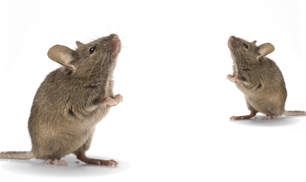 Mitos Tikus Yang Perlu Kamu Tau