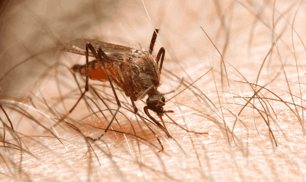Mengenal Nyamuk Anopheles Penyebab Penyakit Malaria