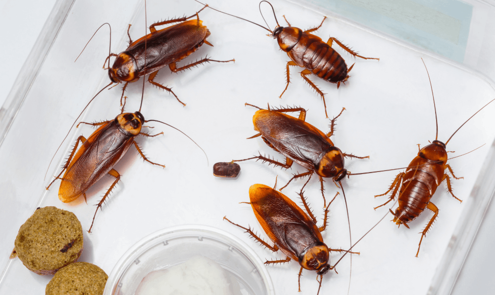 Bahaya Kecoa Di Rumah Untuk Kesehatan, Anda Wajib Tahu !