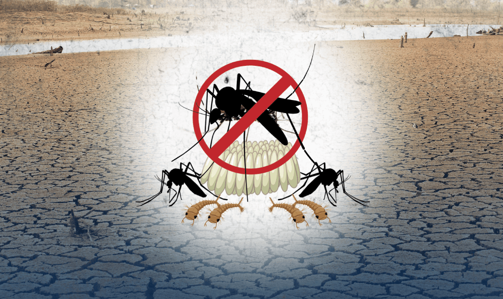 Fenomena El Nino Menguat, Nyamuk Aedes Aegypti Kian Mengganas
