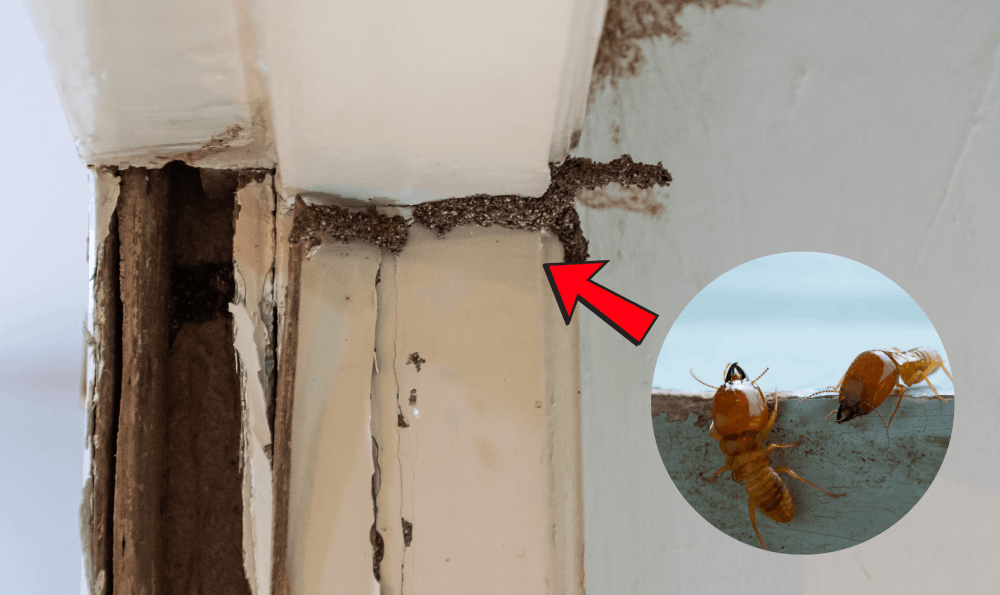 Kayu Di Rumah Dimakan Rayap? Begini Tandanya !