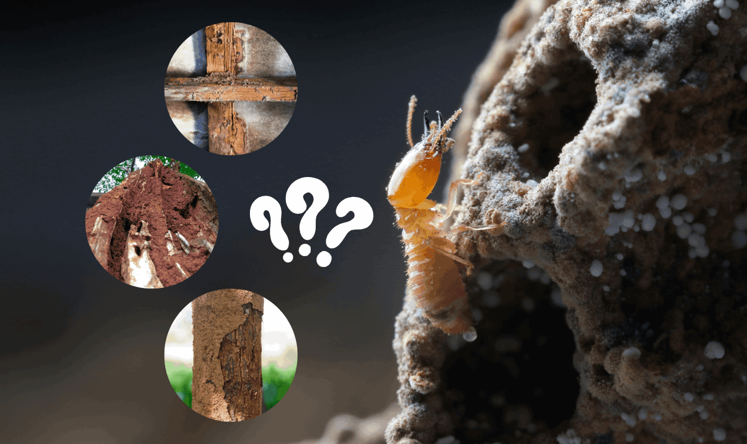 Kenali 3 Habitat Rayap Yang Perlu Diwaspadai
