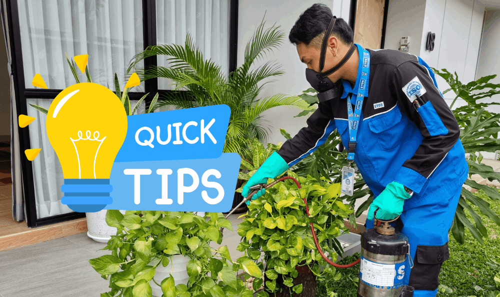 Tips Memilih Jasa Anti Rayap Terpercaya