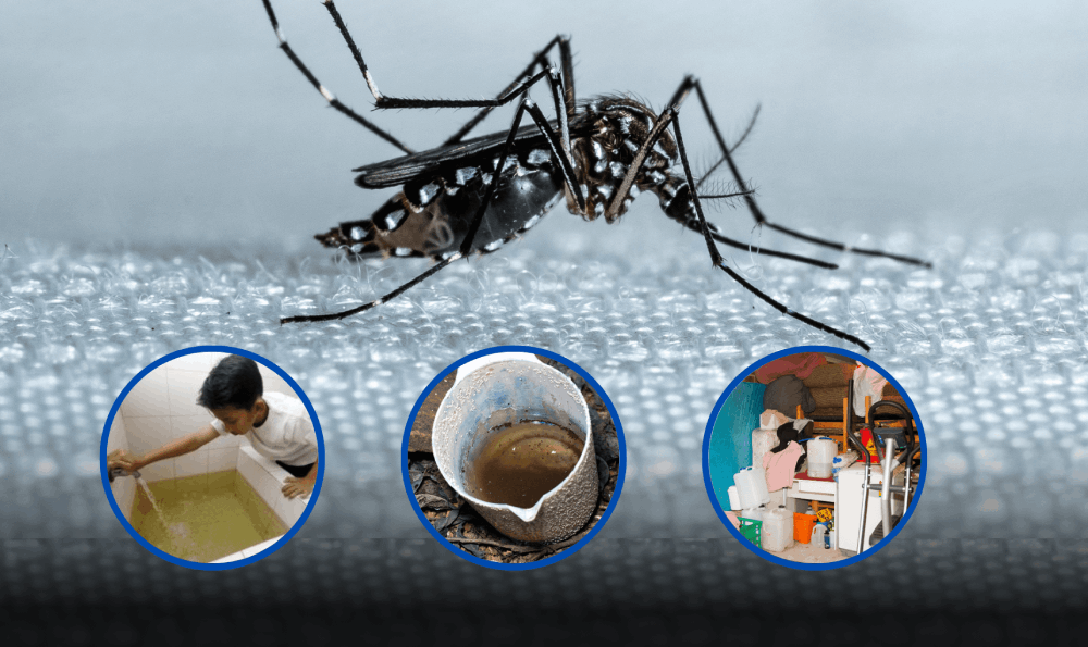 Cara Mencegah Nyamuk Aedes Datang Ke Rumah