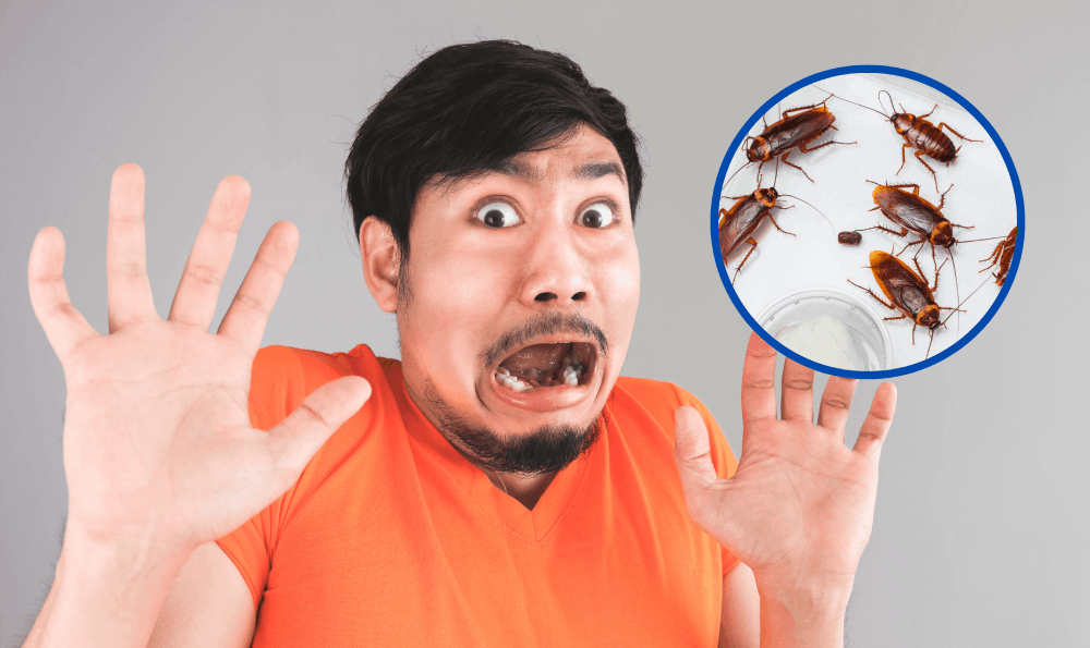 Mengenal Katsaridaphobia, Kondisi Fobia Terhadap Kecoa.