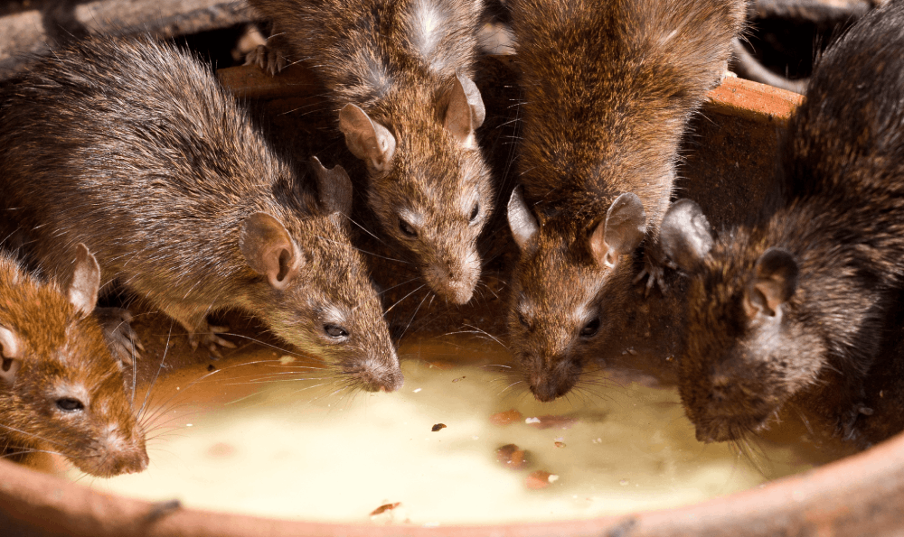 5 Penyebab Banyak Tikus Di Rumah, Awas Sarang Penyakit !