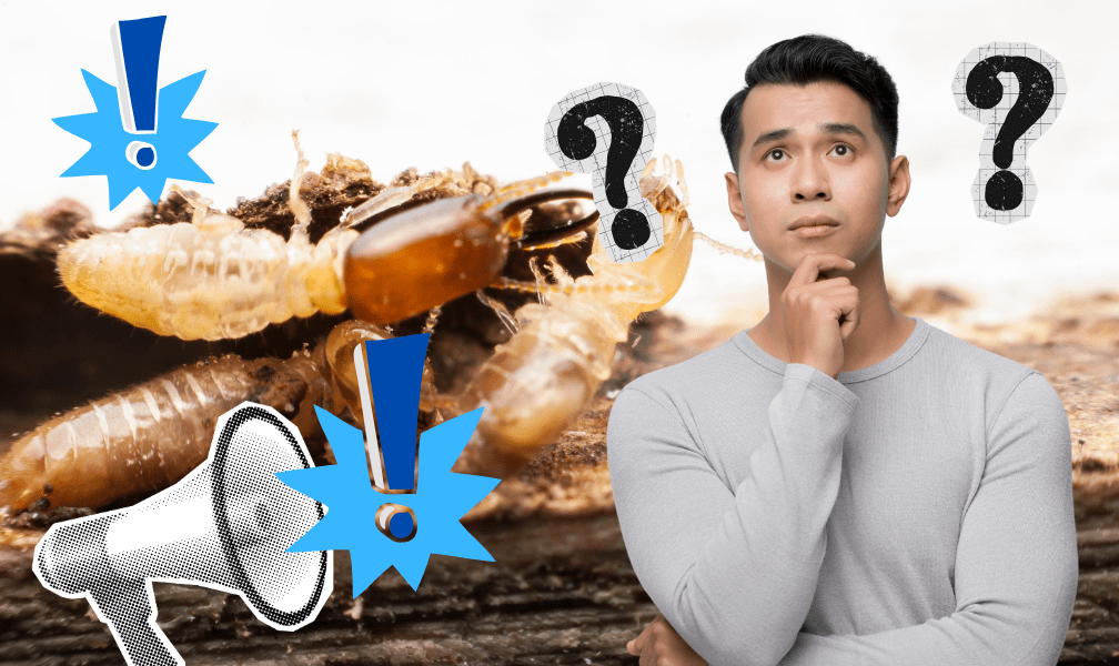 Apa Sih Tanda-Tanda Adanya Kehidupan Rayap Di Rumah ?