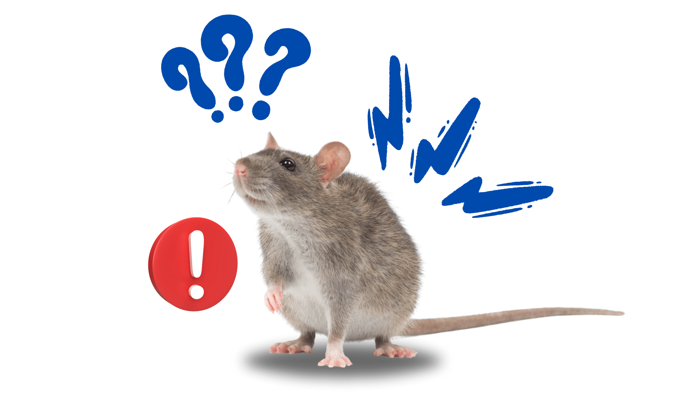 Tikus, Hewan Yang Selalu Merasa Curiga