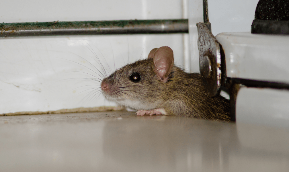 Tikus Bisa Masuk Rumah, Apa Si Penyebabnya ?