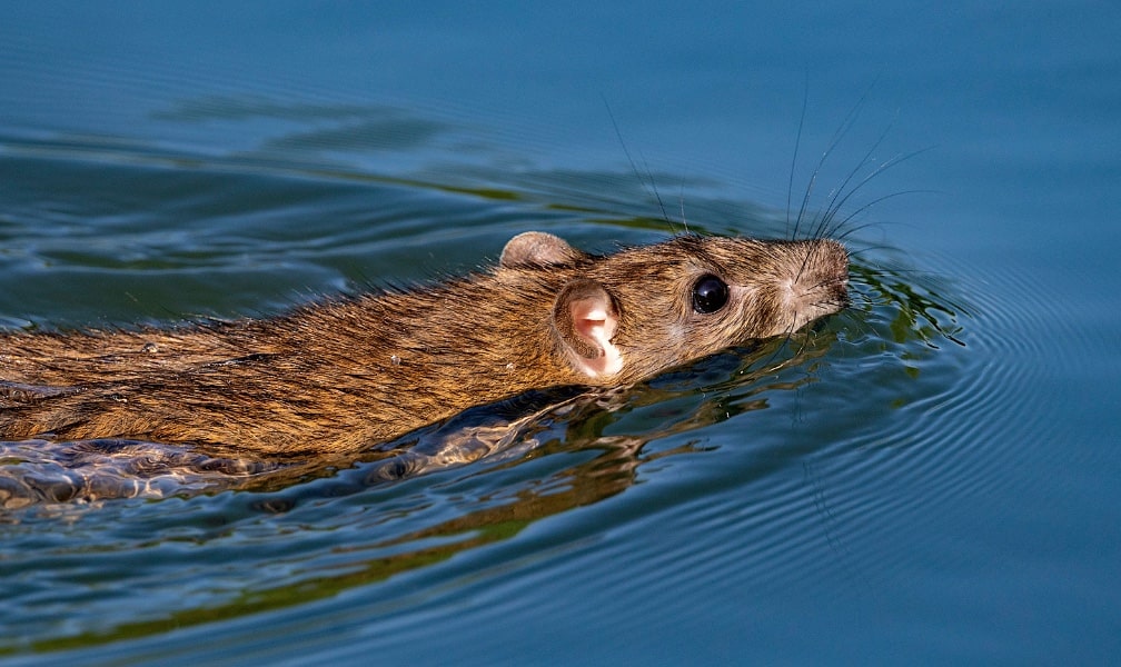 Tikus Perenang Yang Sangat Handal