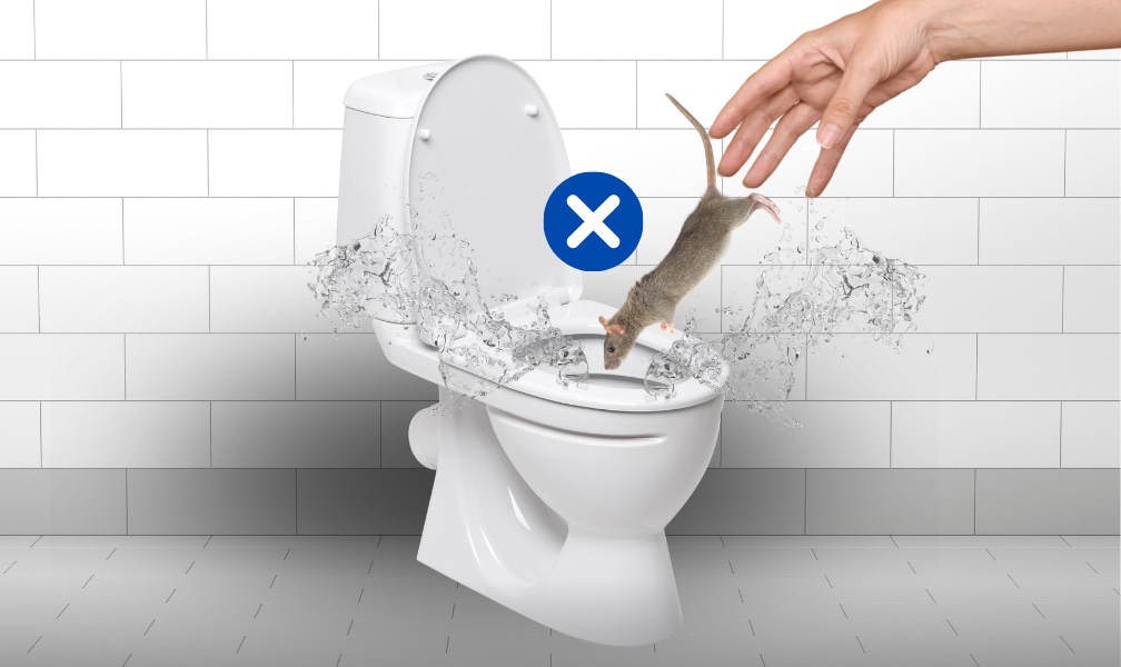 Tikus Akan Balik Lagi Jika Dibuang Di Kloset